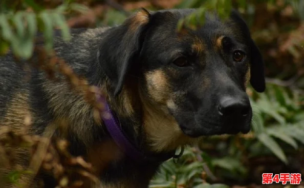 字母圈怎么给狗狗骂湿？教你轻松搞定宠物训练与互动技巧！