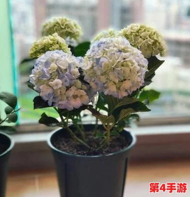 详尽指南：如鸢绣球花的家庭培育技巧与养护要点全攻略