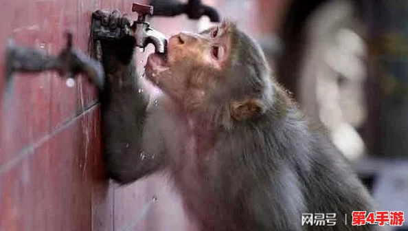 二人生猴子全程不盖被子看点：惊险刺激，笑料百出，引人入胜