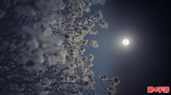 老公生日3q花落归途：探索爱的意义和家庭的重要性