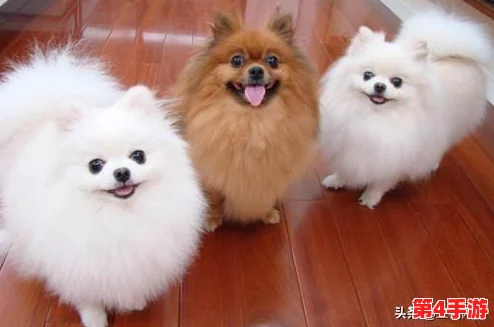 《地下城与勇士》高效刷宠攻略:揭秘哪些隐藏地图宠物掉落率飙升! 《地下城与勇士》高效刷宠攻略:揭秘哪些隐藏地图宠物掉落率飙升!