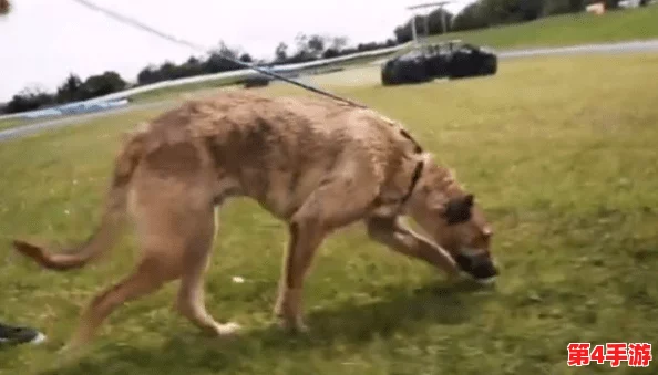 张警犬9分10秒头撞玻璃夸克,展现了动物在紧急情况下的反应能力与训练的重要性,引发对警犬工作的深思 张警犬9分10秒头撞玻璃夸克,展现了动物在紧急情况下的反应能力与训练的重要性,引发对警犬工作的深思