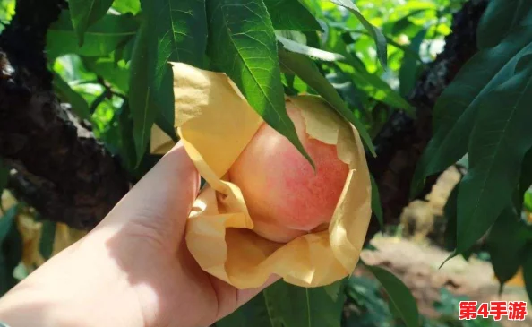 蜜桃秘 无码一线二线三线,口感极佳,令人陶醉,真是值得尝试的优质选择! 蜜桃秘 无码一线二线三线,口感极佳,令人陶醉,真是值得尝试的优质选择!