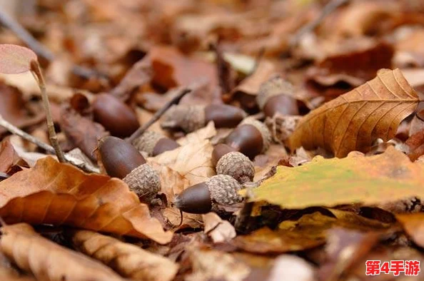 探索橡子屋：揭秘高效采集与培育多彩橡子的独特方法