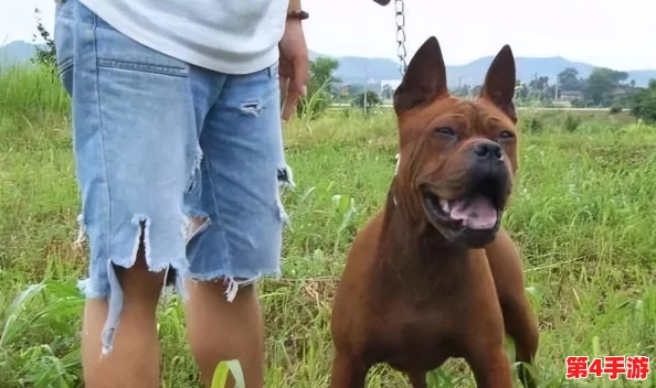 傻大壮长的驴一样的东西,让人忍俊不禁,感觉它的个性与外表形成了有趣的反差 傻大壮长的驴一样的东西,让人忍俊不禁,感觉它的个性与外表形成了有趣的反差