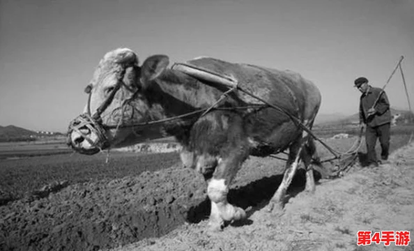 老牛嫩草一三产品是杂牌子吗?揭秘真相及市场表现 老牛嫩草一三产品是杂牌子吗?揭秘真相及市场表现