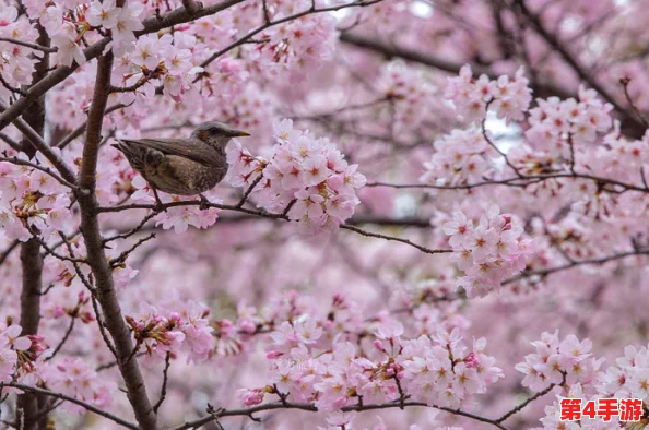 樱花动漫网站：探寻日本文化中的美丽与神秘，感受樱花盛开的魅力