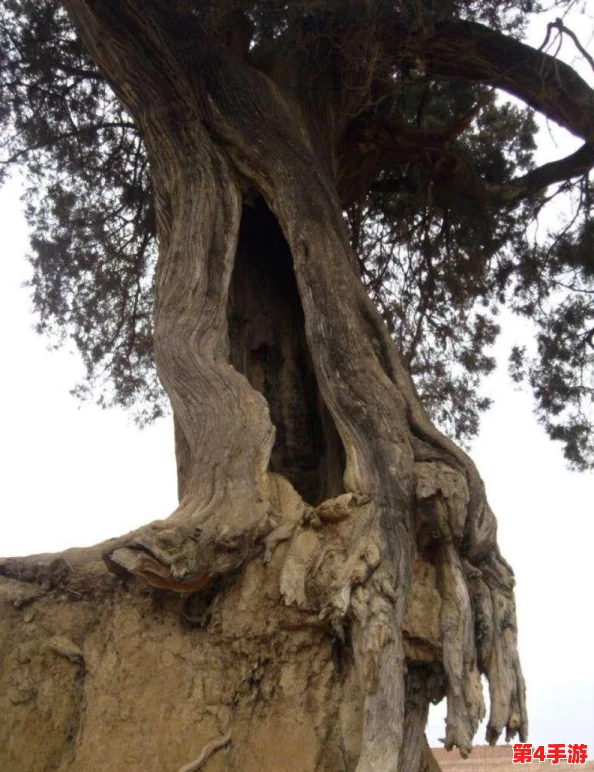 全面解锁祖宗庇佑礼包：一站式高效领取策略与深度保佑指南全攻略