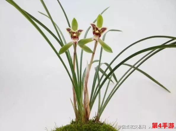 《我的世界》游戏中如何禁用生物破坏功能及其对应指令详解