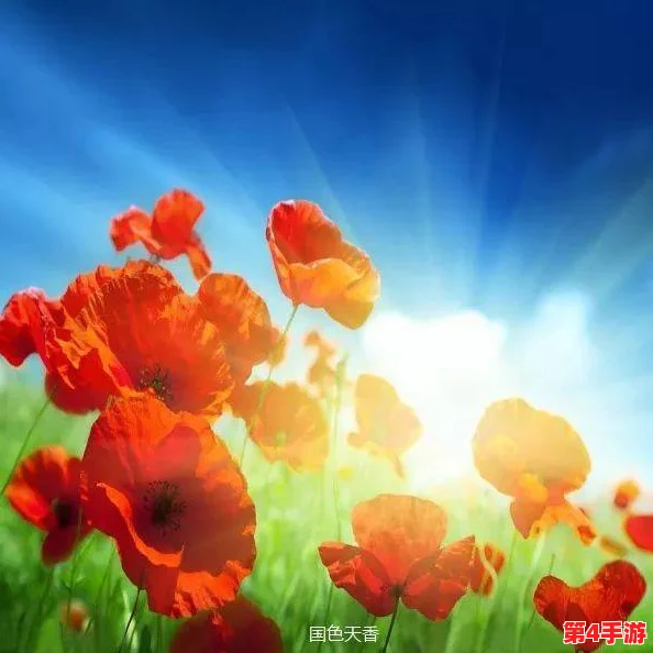 色五五月，绽放出生命的美丽和活力