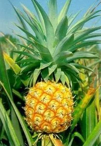 大菠萝官方隐藏，深藏不露的智慧与策略让人叹为观止
