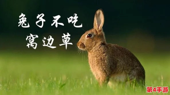 老师的小兔子真好听，近日学校举办了动物主题活动，吸引了众多学生参与，共同感受自然的魅力