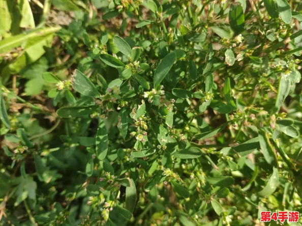探索灵芝千年传说：真实生命力揭秘，今日科学解答——并非真能存活千载之谜