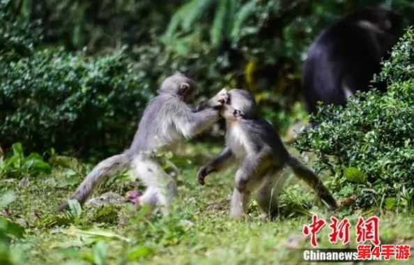 男生女生一起嗟嗟嗟喊痛生猴子，近日校园内发生意外事件引发广泛关注与讨论