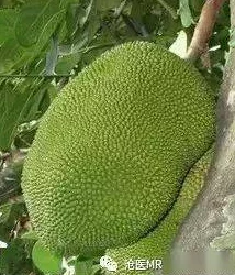 国精产品一二二区视菠萝蜜的优势：让我们共同见证自然馈赠的美好与健康！