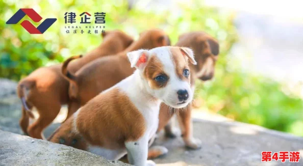 日本mindup狗狗:新科技助力宠物健康管理,提升养犬体验与主人互动乐趣 日本mindup狗狗:新科技助力宠物健康管理,提升养犬体验与主人互动乐趣