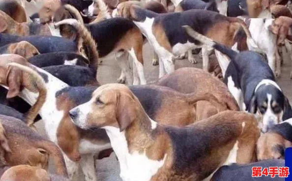 狗狗猛涨精肉狗大壮增肥增食欲，如何科学合理地为爱犬选择营养丰富的饮食以促进健康成长？