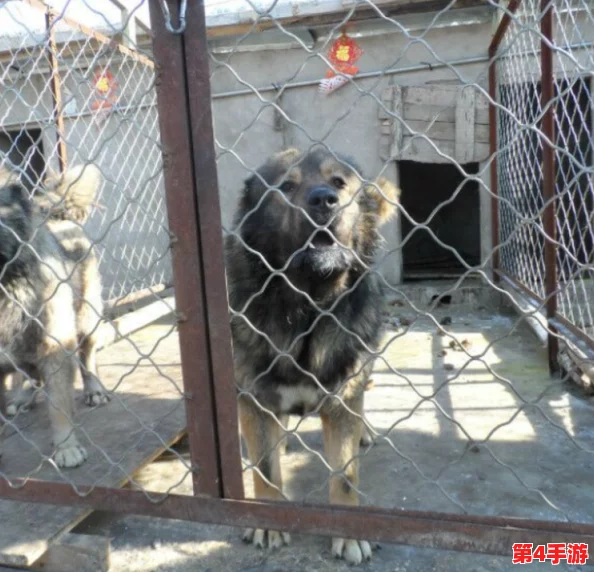 狗狗猛涨精肉狗大壮增肥增食欲，如何科学合理地为爱犬选择营养丰富的饮食以促进健康成长？