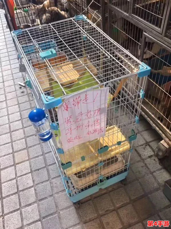 猫咪与汤：温馨烹饪之旅——全食谱解锁，打造你的梦幻猫咖美食集！