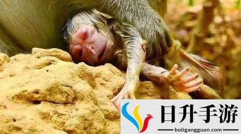 二人生猴子全程不盖被子，竟引发网友热议，背后真相让人意想不到！