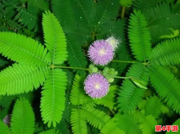 含羞草实验实验究2023：一探究竟，细水长流的科学魅力与自然奥秘