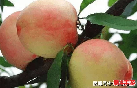 小小水蜜桃9：了解其生长环境、营养价值及食用方式，享受健康美味的桃子盛宴