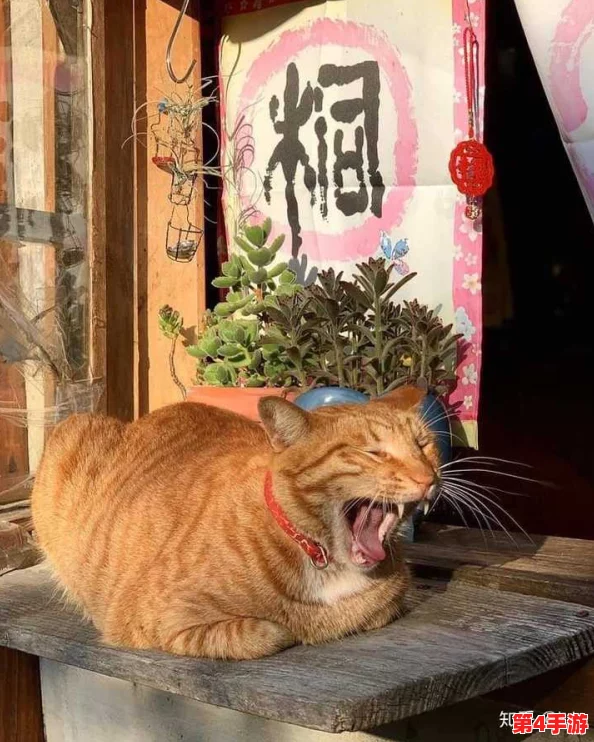 猫咪成人地域网名怎么取？网友分享独特创意，竟然引发热议与争论！