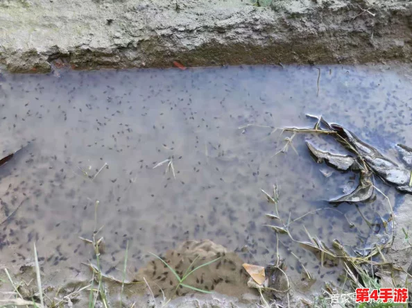 蝌蚪窝一个释放的,竟然被发现隐藏着神秘生物,引发网友热议与讨论! 蝌蚪窝一个释放的,竟然被发现隐藏着神秘生物,引发网友热议与讨论!