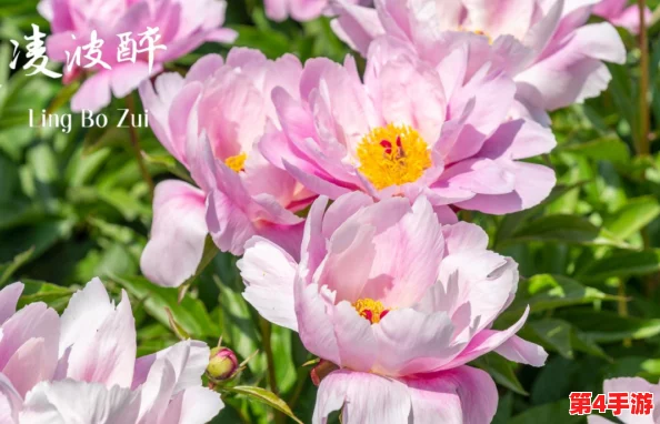 香软玉滑(林芍药)_网友热议：这种花的美丽与芬芳让人陶醉，真是春天里的绝佳选择！