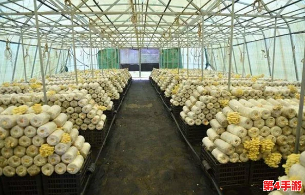 罗志祥5g天天奭怎么打开？详细步骤与技巧解析，助你轻松掌握使用方法和注意事项