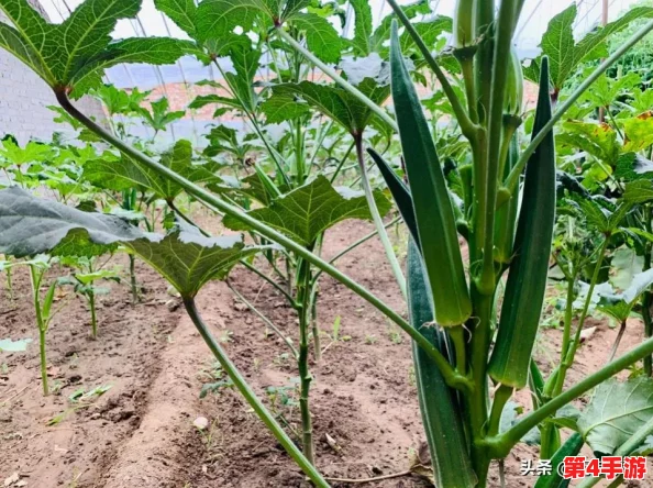 榴莲秋葵让你流连忘返:分享榴莲的独特风味与营养价值,以及秋葵的健康益处与烹饪妙法 榴莲秋葵让你流连忘返:分享榴莲的独特风味与营养价值,以及秋葵的健康益处与烹饪妙法