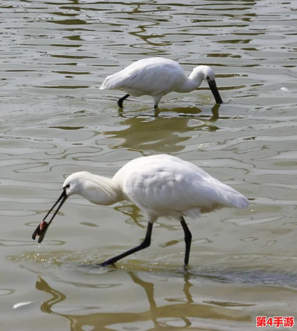 蝌蚪窝一个释放的平台:为年轻人提供展示自我、交流思想和实现梦想的空间,助力个人成长与发展 蝌蚪窝一个释放的平台:为年轻人提供展示自我、交流思想和实现梦想的空间,助力个人成长与发展